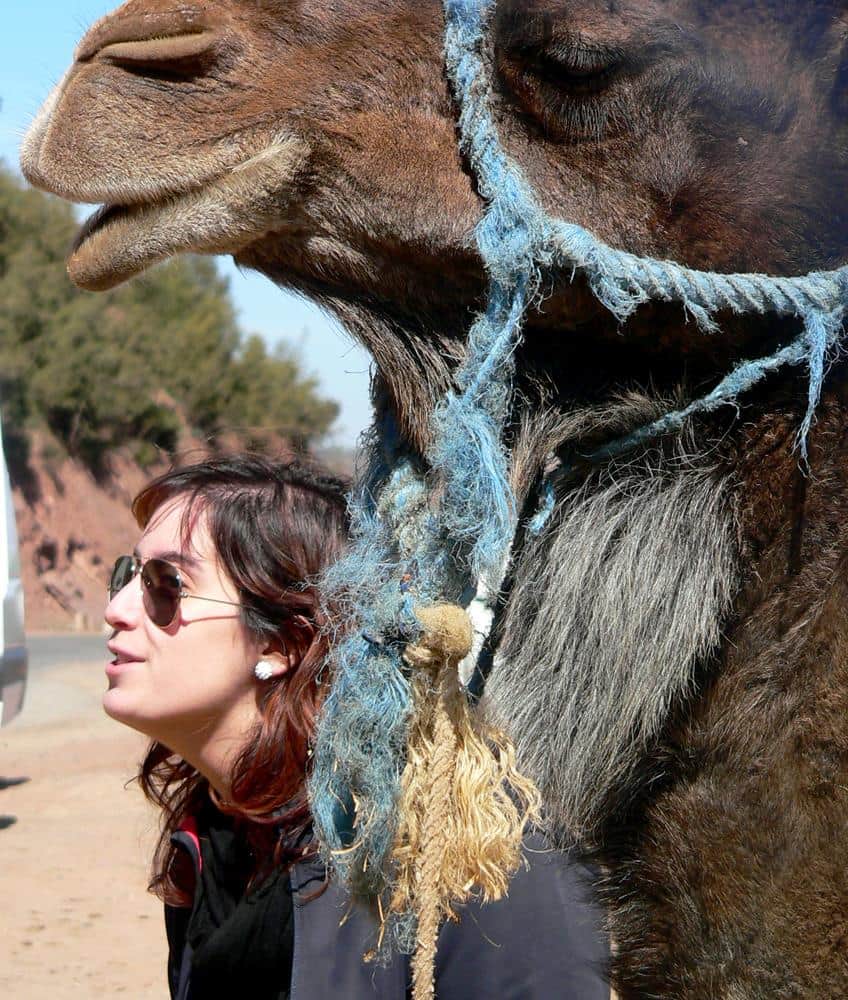 camellos-marruecos