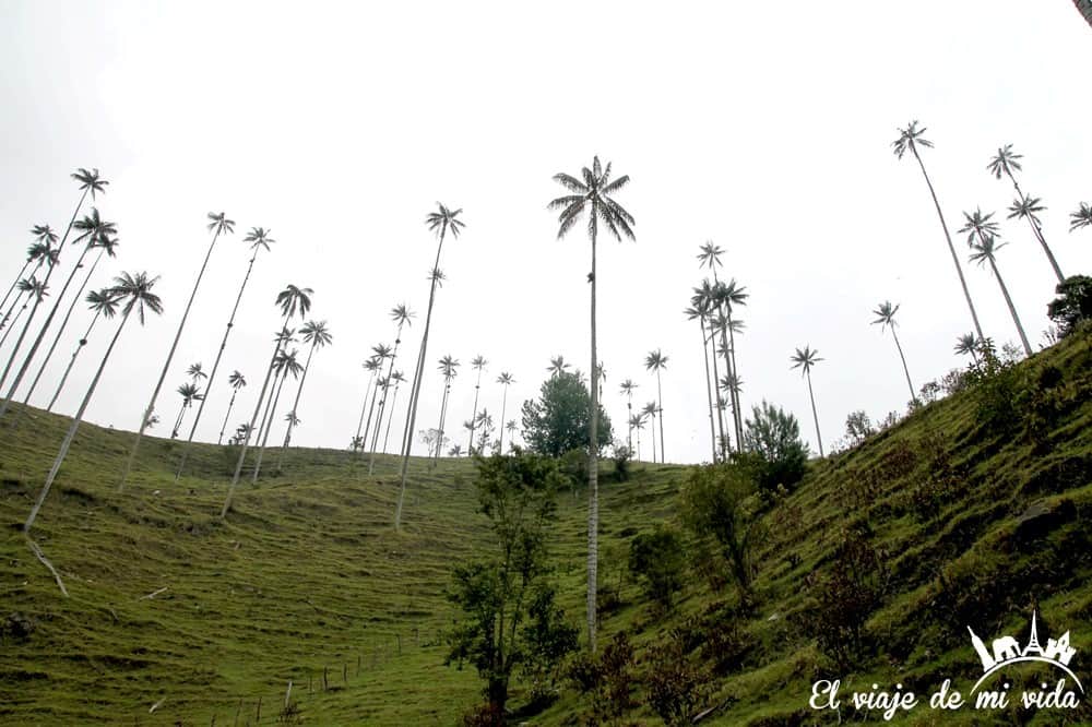 El Valle del Cócora y sus palmeras, Colombia