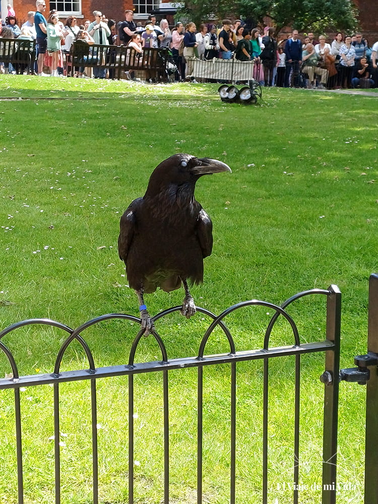 Los cuervos de Tower of London