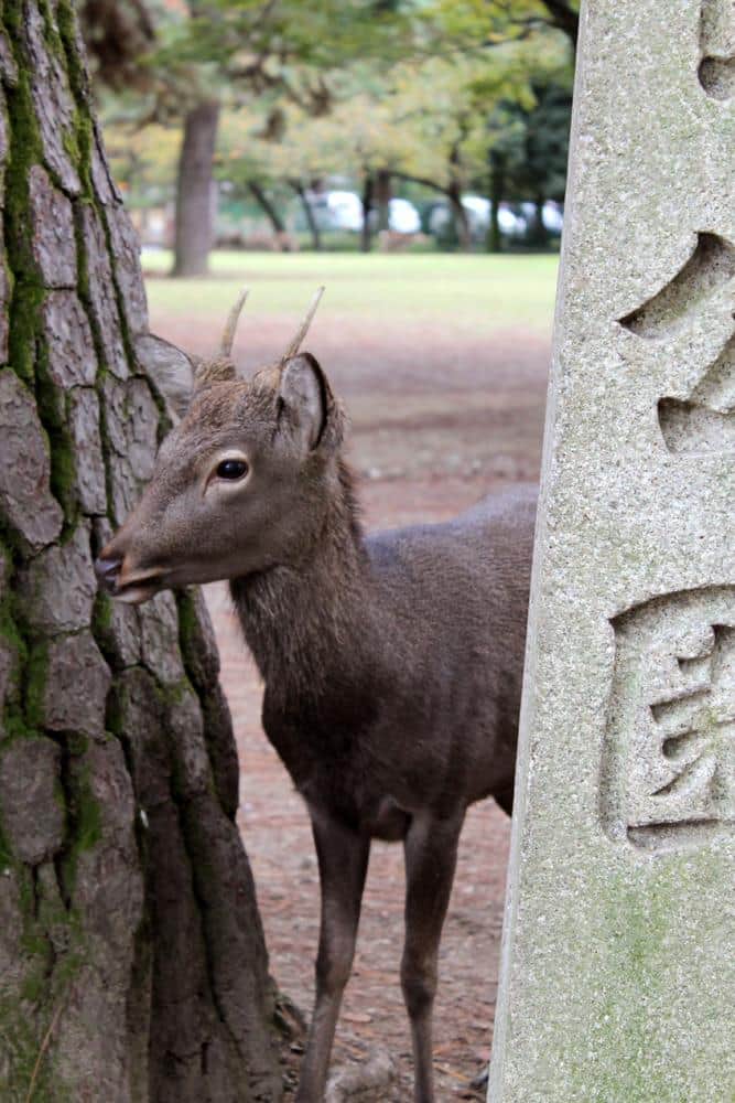 Ciervos Nara Japón