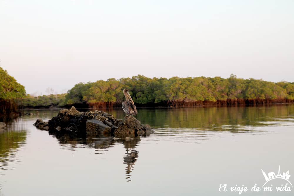 El amanecer en los manglares de Galápagos