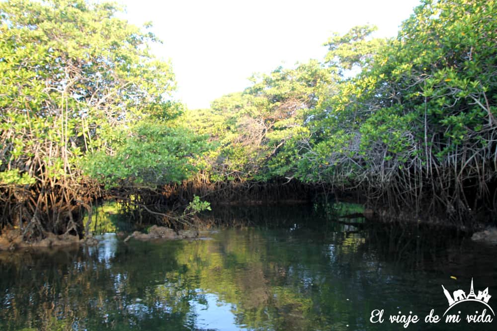 Los manglares de Black Cove Turtle, Galápagos