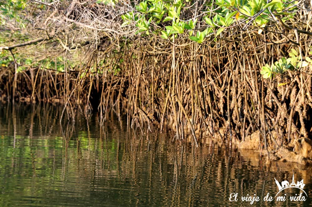 Los manglares de Black Cove Turtle en Galápagos