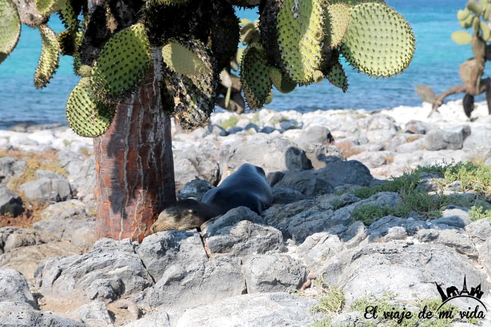 Bebé león marino descansando en Galápagos
