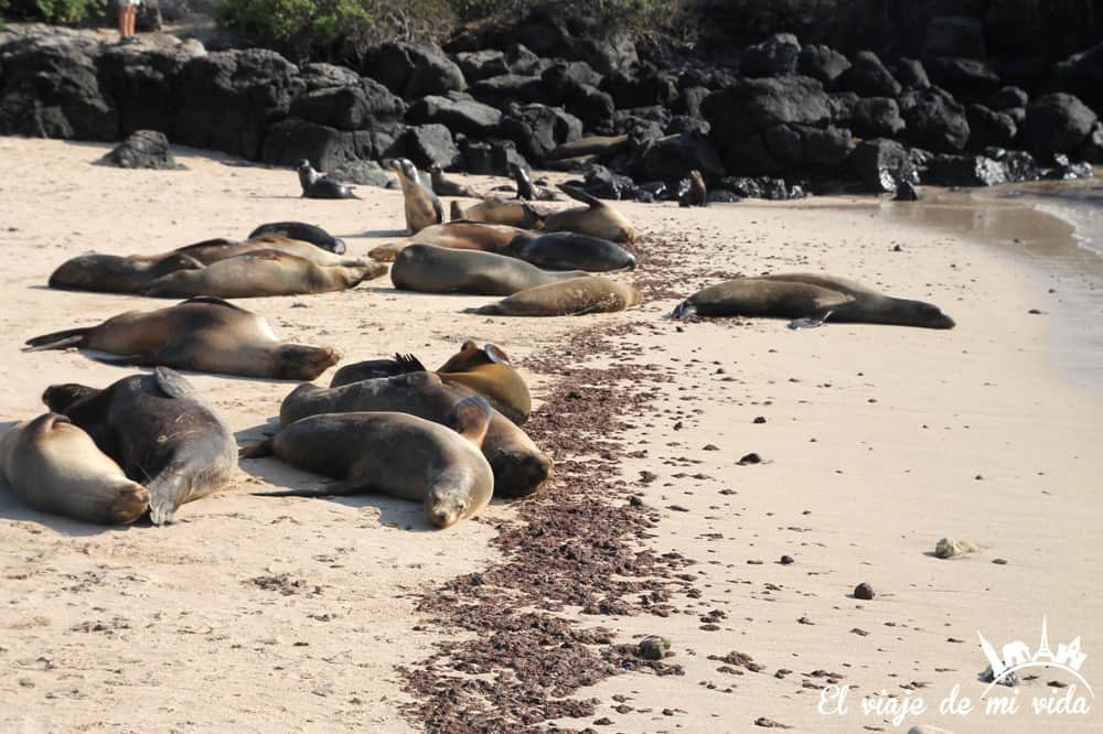 Leones marinos en Galápagos