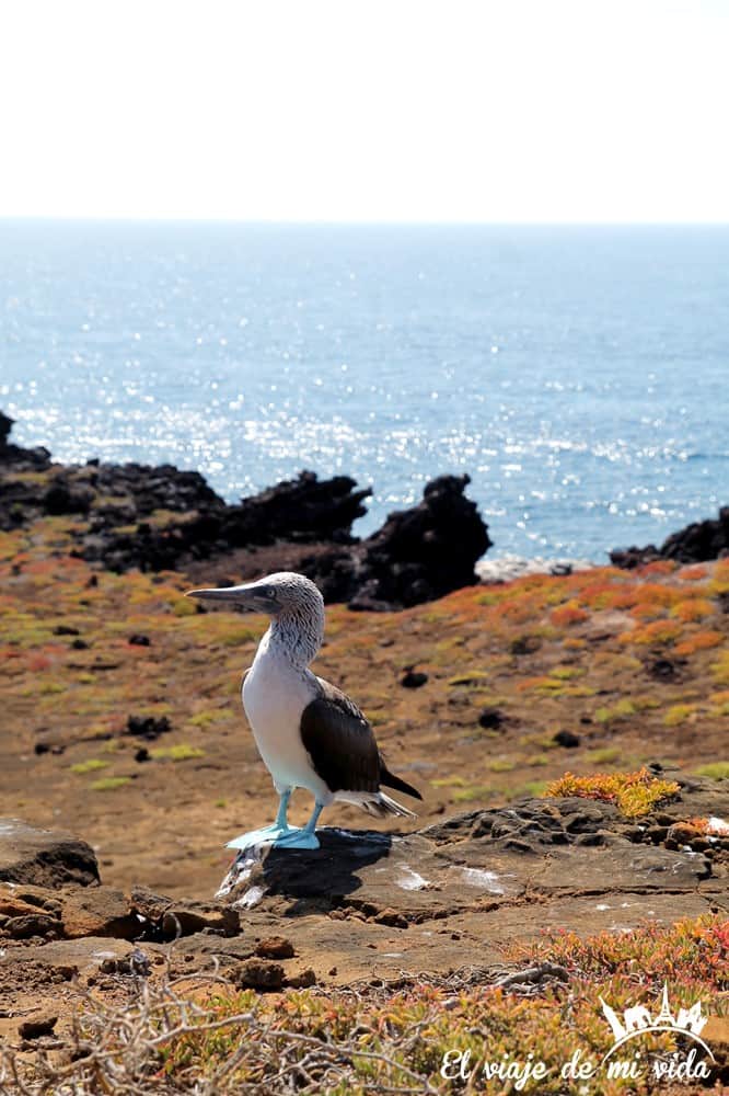 El piquero de patas azules en Galápagos