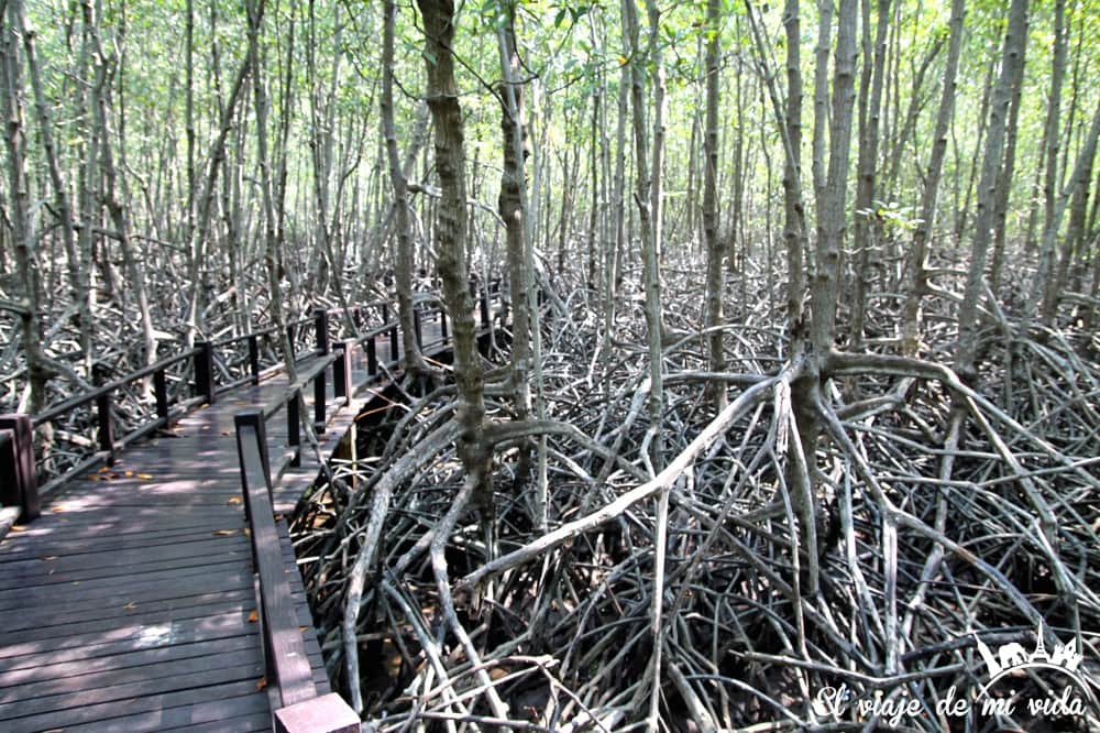 Los manglares de Pramburi, Tailandia