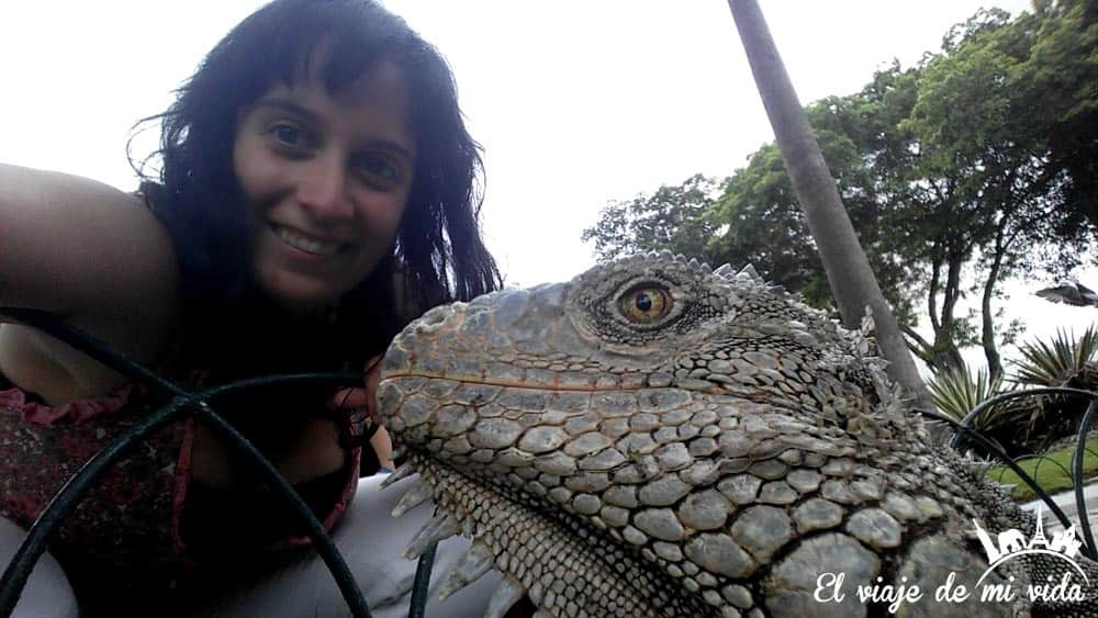 Las iguanas de Guayaquil en Ecuador