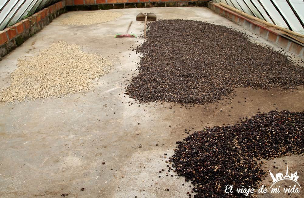 Secado de los granos de café colombiano