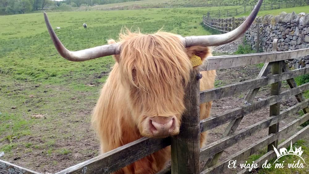 Vacas lanudas escocesas