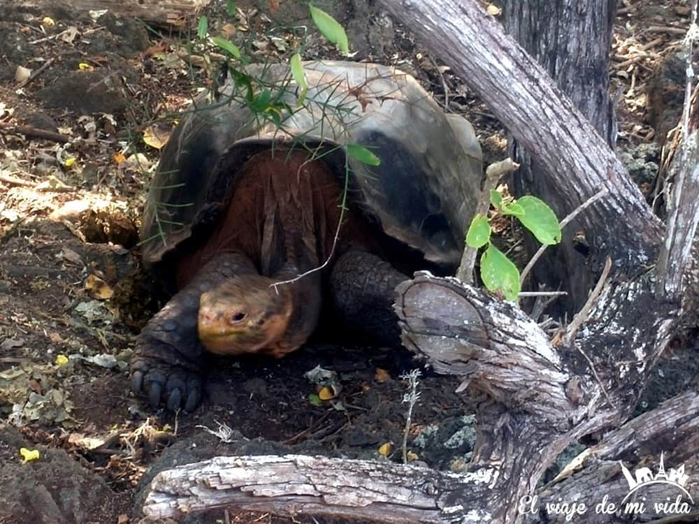 Las tortugas de Galápagos