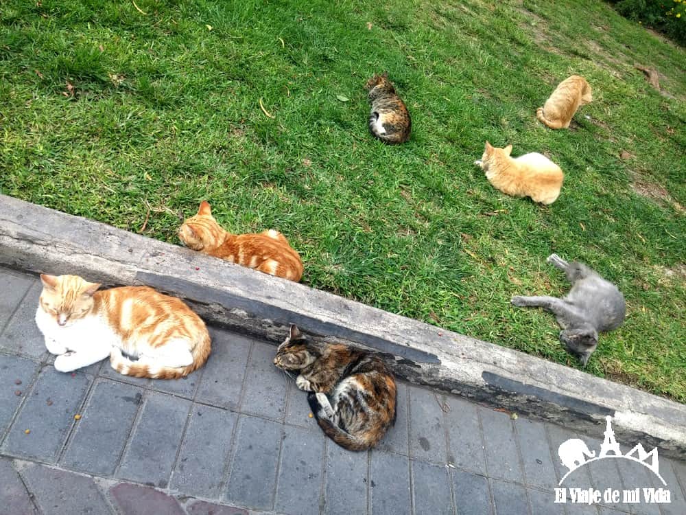 Gatos en la Plaza Kennedy de Lima