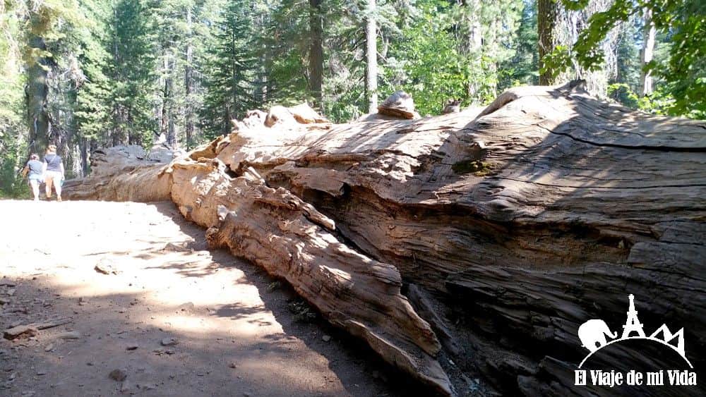 Los bosques de sequoias