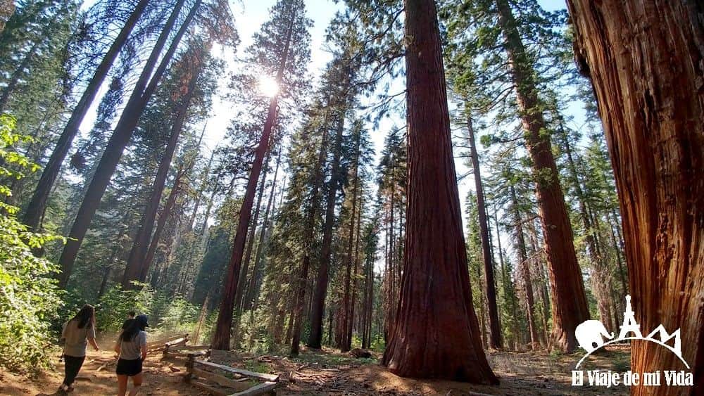 Los bosques de sequoias