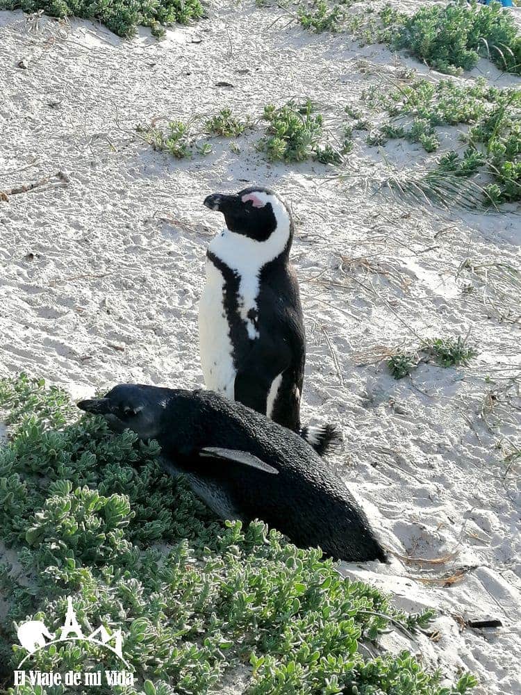 Los pingüinos de la playa de pago de Boulders Beach