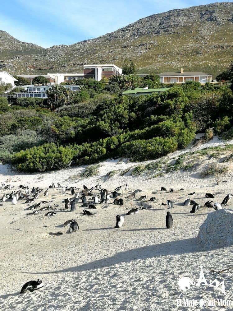Los pingüinos de la playa de pago de Boulders Beach